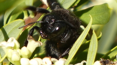 Xylocopa valga