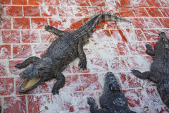 Crocodylus siamensis