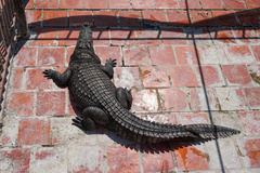 Crocodylus siamensis