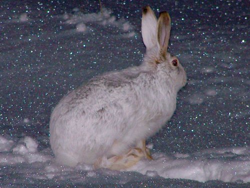 White-tailed Jackrabbit