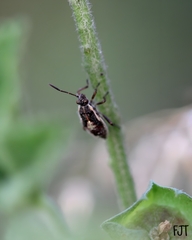 Heteroptera