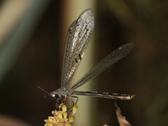 Distoleon tetragrammicus