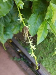 Naupactus dissimilis