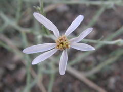 Asterothamnus heteropappoides