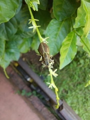 Naupactus dissimilis