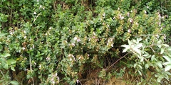 Teucrium chamaedrys