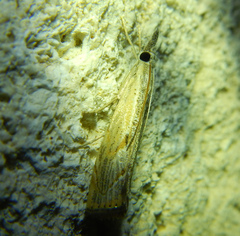 Agriphila