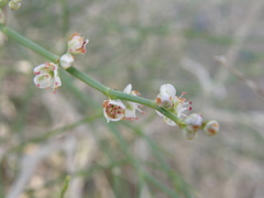 Calligonum mongolicum