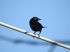 Molothrus bonariensis