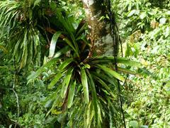 Guzmania