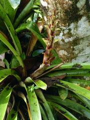 Guzmania