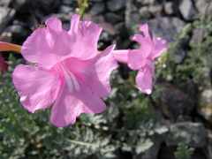 Incarvillea potaninii