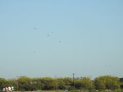 Rostrhamus sociabilis