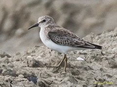 Calidris minutilla