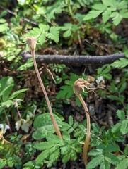 Arachnitis uniflora
