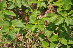 Modiolastrum malvifolium