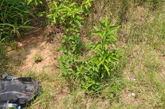 Modiolastrum malvifolium