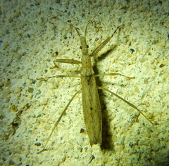 Sastrapada baerensprungi