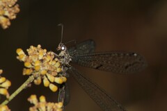 Distoleon tetragrammicus