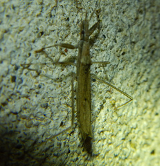 Sastrapada baerensprungi