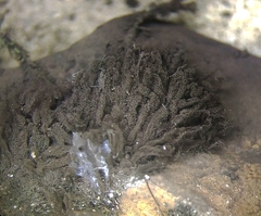 Stemonitis