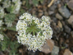 Peucedanum hystrix