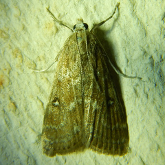Parapoynx stratiotata