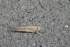 Schistocerca gregaria