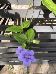 Thunbergia laurifolia