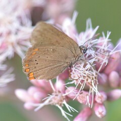 Satyrium titus