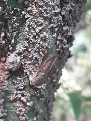 Tabanidae