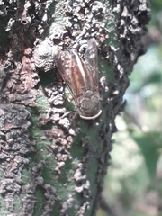Tabanidae