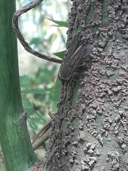 Tabanidae