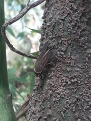 Tabanidae