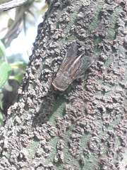 Tabanidae