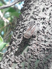 Tabanidae