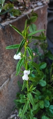 Misopates calycinum