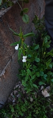Misopates calycinum