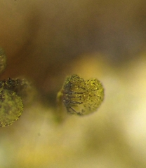 Cribraria intricata