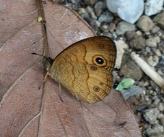Heteropsis comorensis