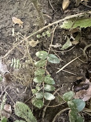 Metrosideros diffusa