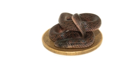 Atractus pantostictus