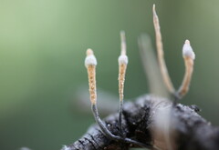 Xylaria comosa