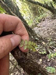 Metrosideros diffusa