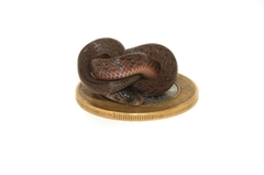 Atractus pantostictus