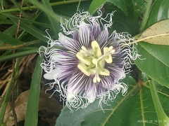 Passiflora edulis