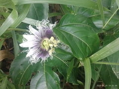 Passiflora edulis