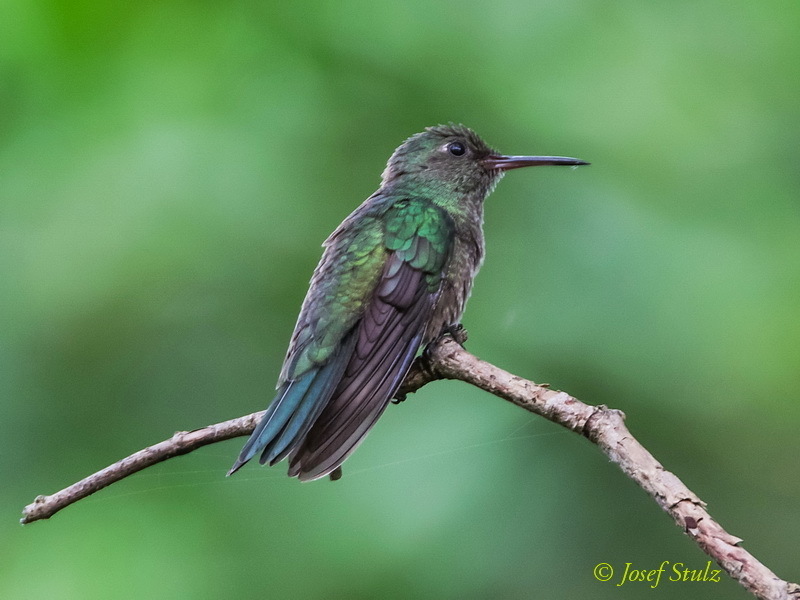 Scaly-Breasted Hummingbird