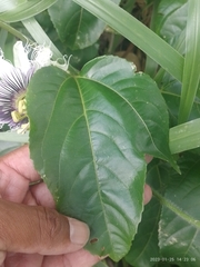 Passiflora edulis