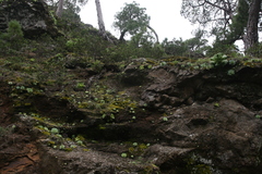 Aeonium